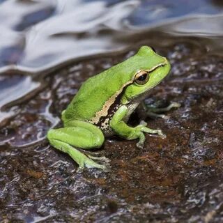 Froggy