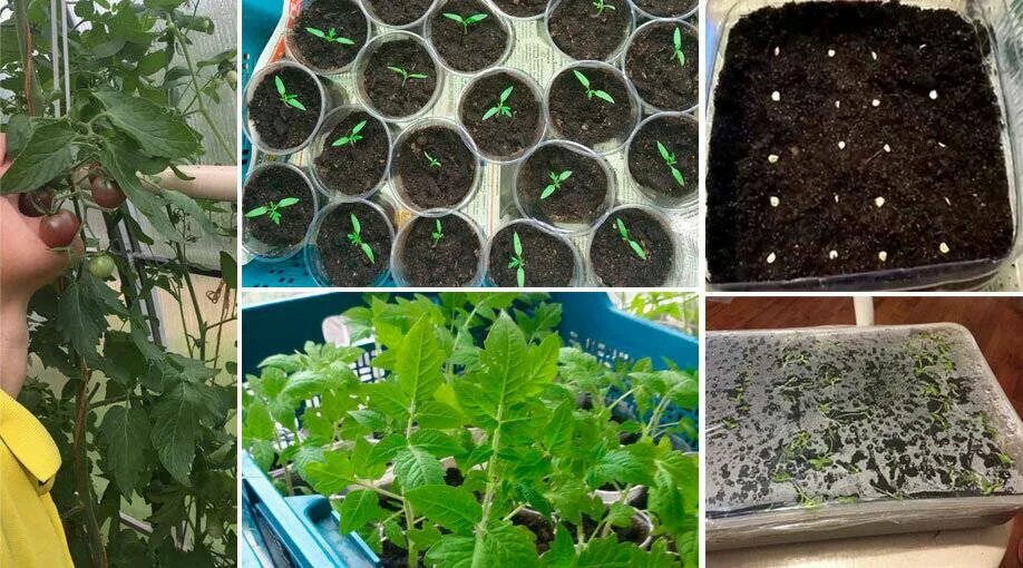Что посеять в марте на рассаду. Сеем помидоры на рассаду. Рассада. Рассада. Посадка помидор на рассаду в феврале.