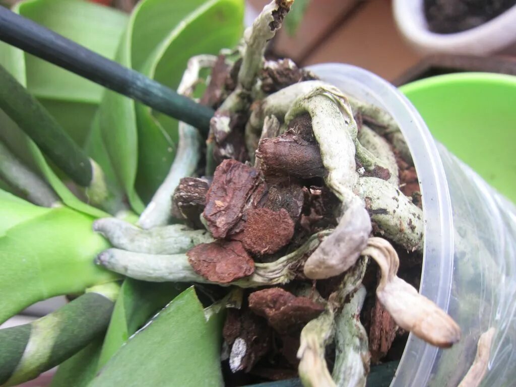 Пересадка орхидей воздушные корни. Раскупленные корни орхидеи. Втягивающиеся корни орхидеи. Веламен на корнях орхидей. Раскукленные корни орхидеи.