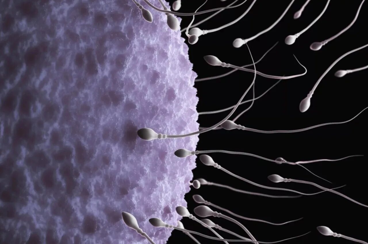 Женские спермии. Гаметы это сперматозоид и яйцеклетка. Клетка спермия. Сперматозоид оплодотворение. Половая клетка сперматозоид.