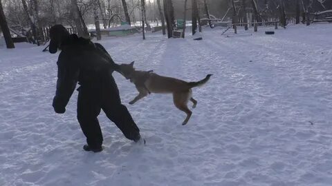 Видео малинуа в работе