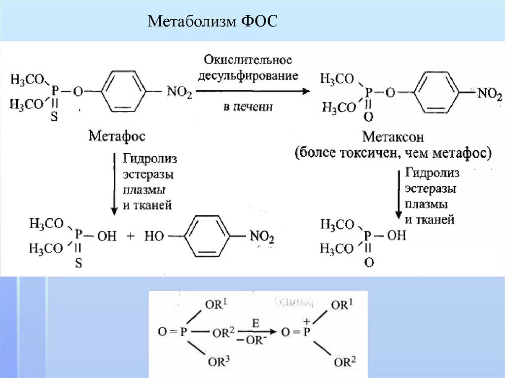 Растение гидролиз. Гидролиз метафоса. Метаболизм карбофоса. Метафос формула химическая. Тиофос метаболизм.