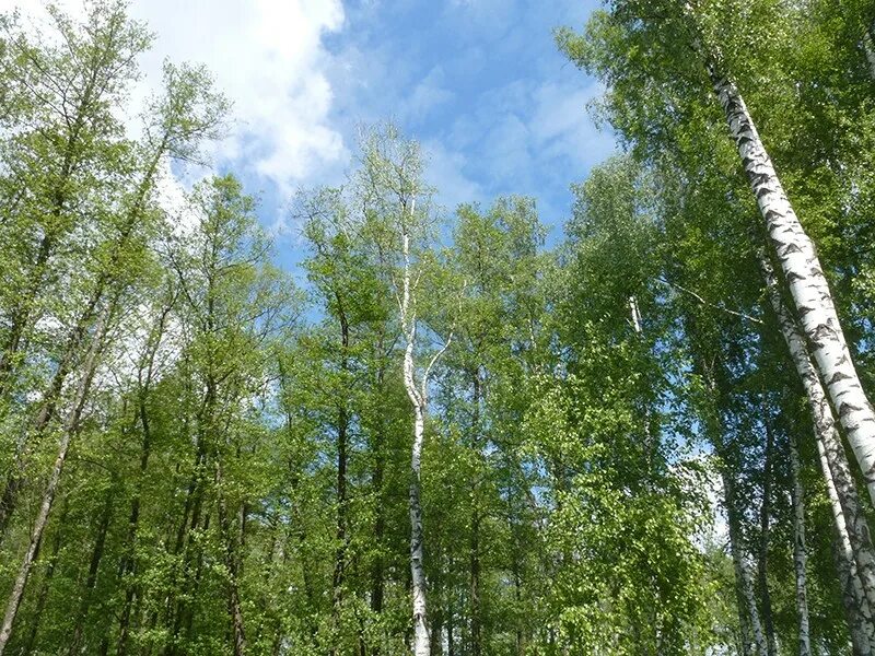 Березовый парк коттеджный поселок московская область. Поселок березовый 17/13. Бежецк березовая роща. Березы парк валдай +. Поселок березовый.