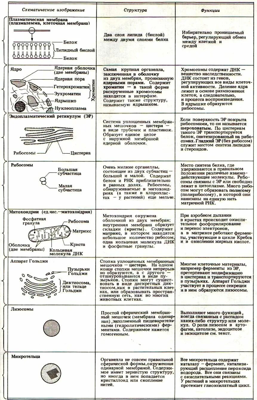 Таблица строение клеток органоиды клетки функции органоидов. Таблица строение клетки органоиды строение функции. Название строение и функции органоидов клетки таблица. Таблица по биологии строение клетки органоиды строение функции.