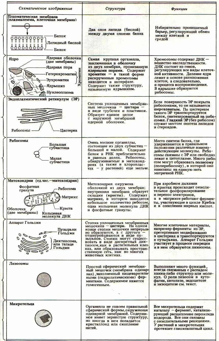 Составная часть клетки функции. Таблица строение клеток органоиды клетки функции органоидов. Таблица строение клетки органоиды строение функции. Название строение и функции органоидов клетки таблица. Таблица по биологии строение клетки органоиды строение функции.