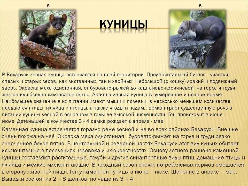 Куница. Животные красной книги куница. Куница описание. Куница из красной книги рассказ. Лесная куница доклад.