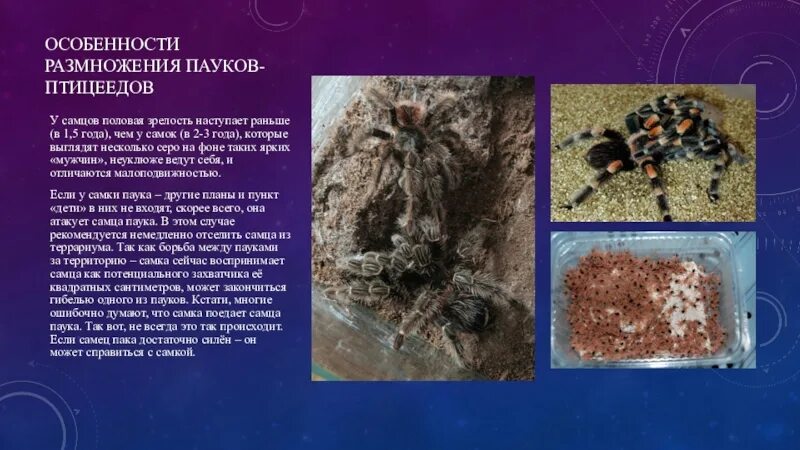 Паукообразные размножение