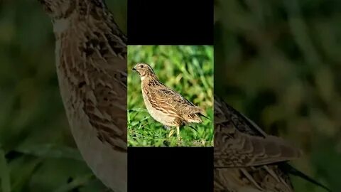 Голос самки раскатистая басовая