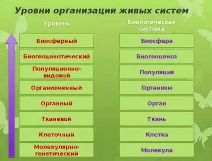 Примеры уровней организации биологических систем Пин от пользователя Sabrinabellue на доске Быстрое сохранение в 2023 г Углубленн