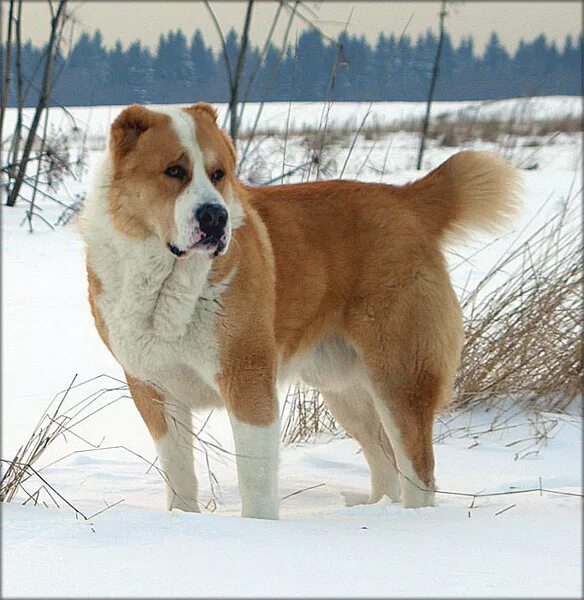туркменский алабай рыжий. рыжий алабай. алабай собака рыжий. алабай рыжий. среднеазиатская овчарка алабай рыжий.