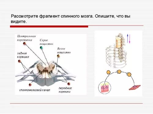 Строение спинного мозга 8 класс драгомилов. Серое вещество спинного мозга 8 класс. Строение спинного мозга 8 класс биология. Таблица функции спинного мозга 8 класс.