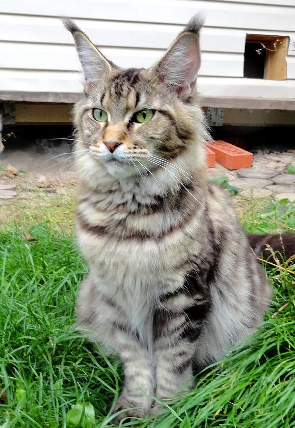 мейн кун 3 месяца вес. мейн куны приднестровья. котенок мейн кун европейского типа. мейн кун и лабрадор. мейн кун афоня.