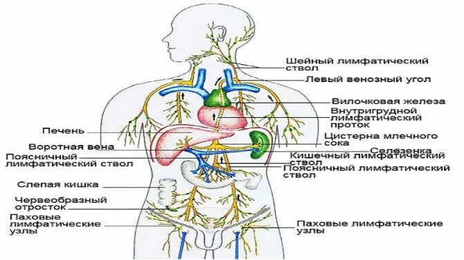 Схема где находится. Схема расположения регионарных лимфоузлов. Схема расположения регионарных лимфатических узлов. Парааортальные лимфоузлы схема. Периферические лимфатические узлы схема.