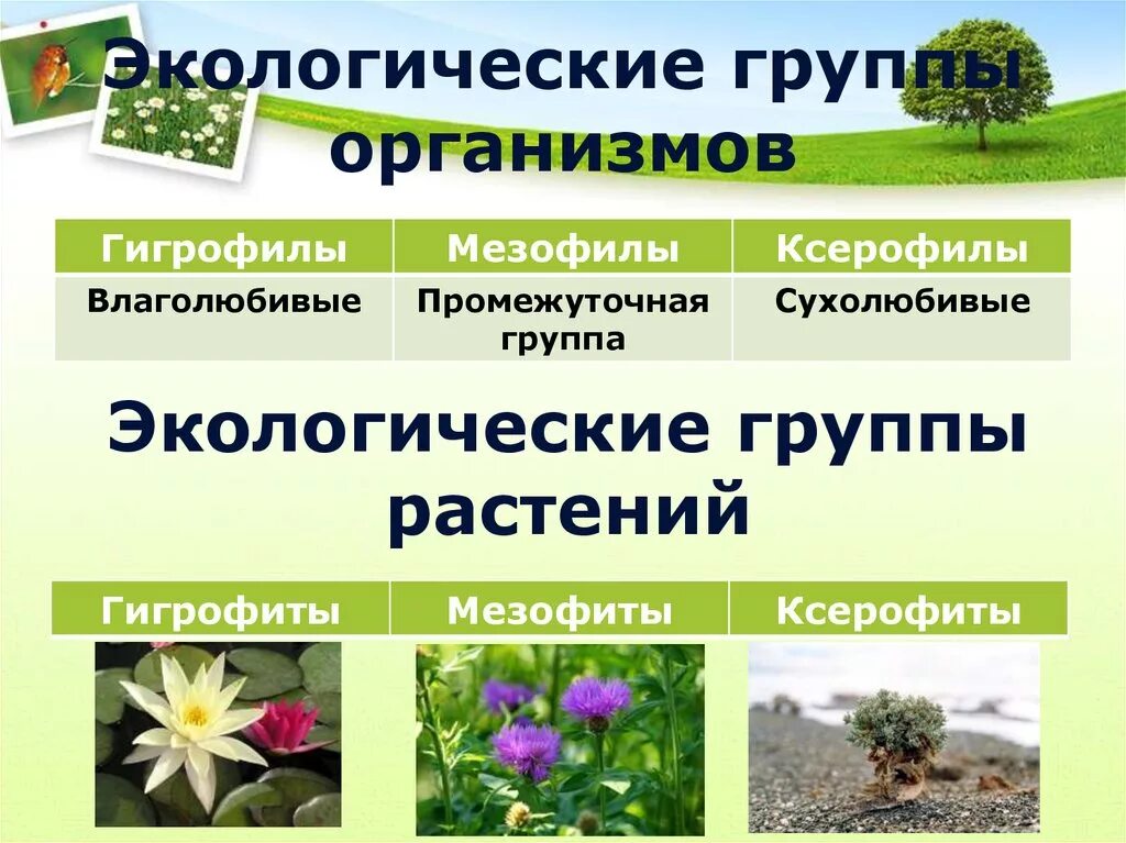 Какие есть экологические группы