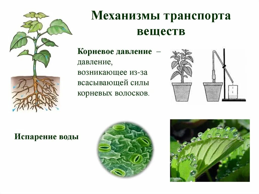 Корневое давление, транспирация, гуттация.. Транспортировка веществ у растений. Транспорт воды в растении. Перемещение воды по растению. Органы передвижения веществ