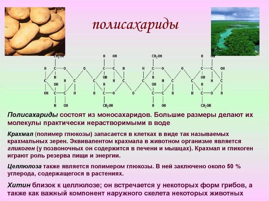 Гликоген у грибов. Промежуточный продукт расщепления полисахаридов. Полисахариды крахмал гликоген Целлюлоза хитин. Распад полисахаридов до моносахаридов. Полисахариды расщепляются.