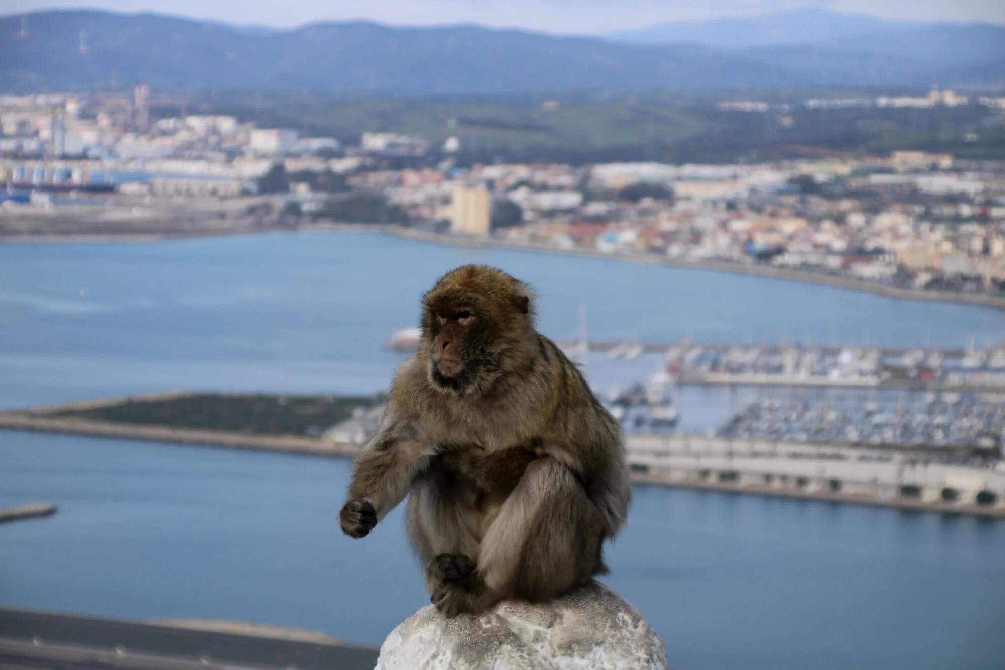Скала обезьяна. Гибралтарский магот. Гибралтарская скала Гибралтар макаки. Гибралтар обезьяны маготы. Гибралтарские берберийские макаки.