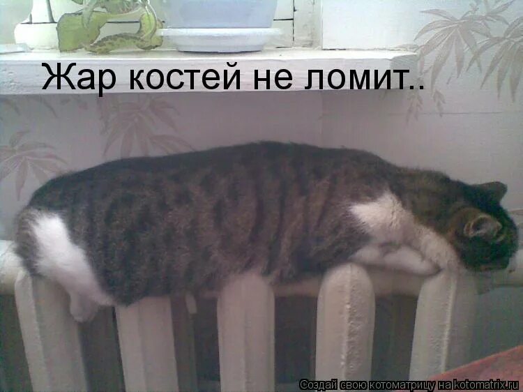 жар костей ломит продолжение. пар костей не ломит. жара костей не ломит. поговорка жар костей не ломит. банный веник логотип.