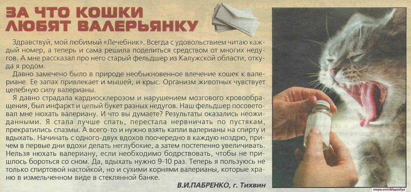 Можно давать коту валерьянку в таблетках. Валерьянка для кошек. кот и валерьянка. воздействие валерьянки на кошек. коты любят валерьянку.