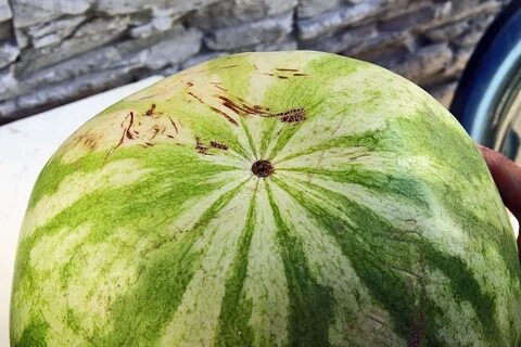 Арбуз мальчик вкусный