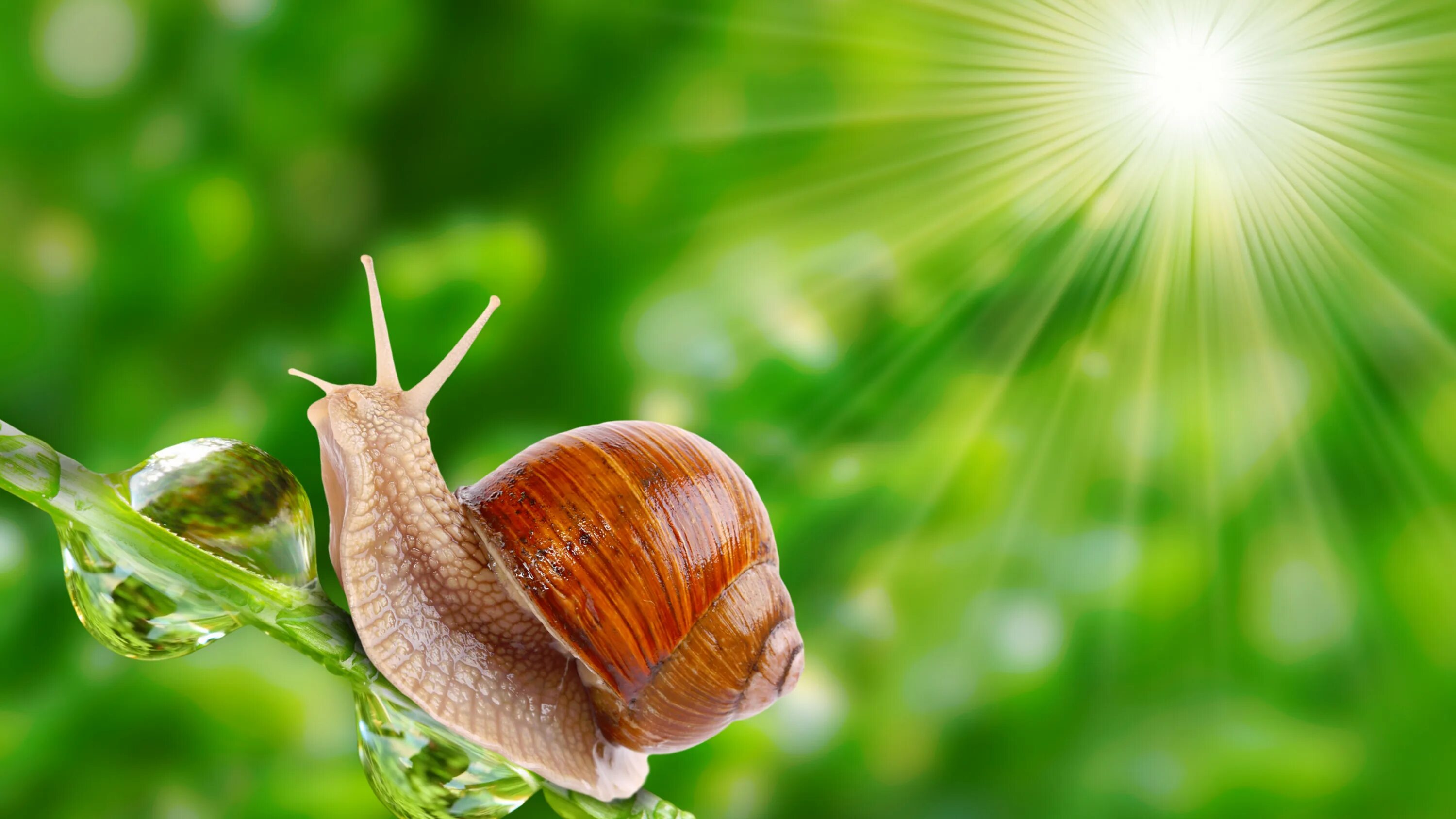 Snail natural