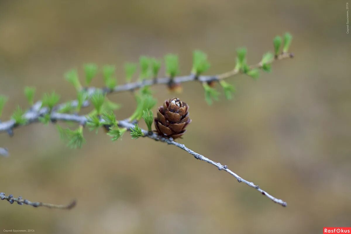лиственница каяндера. лиственница насекомое. лиственница жук. молодая кора лиственницы. лиственница насекомое.