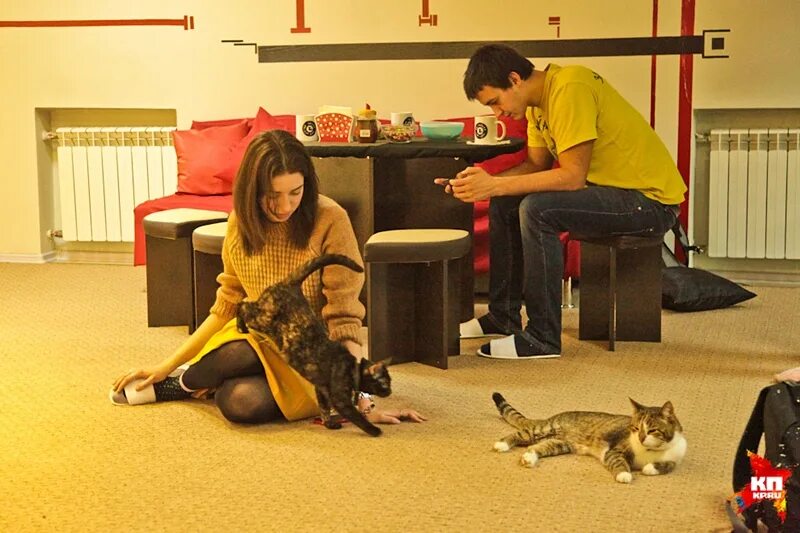 коте кафе воронеж. кошачье кафе воронеж. котокафе mr. кафе с кошками казань. кафе с кошками в воронеже адрес.