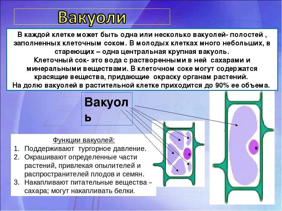 Растительная клетка обмен веществ. Вещества растительной клетки. Вакуоли в клетках растений. Функции вакуоли в растительной клетке.