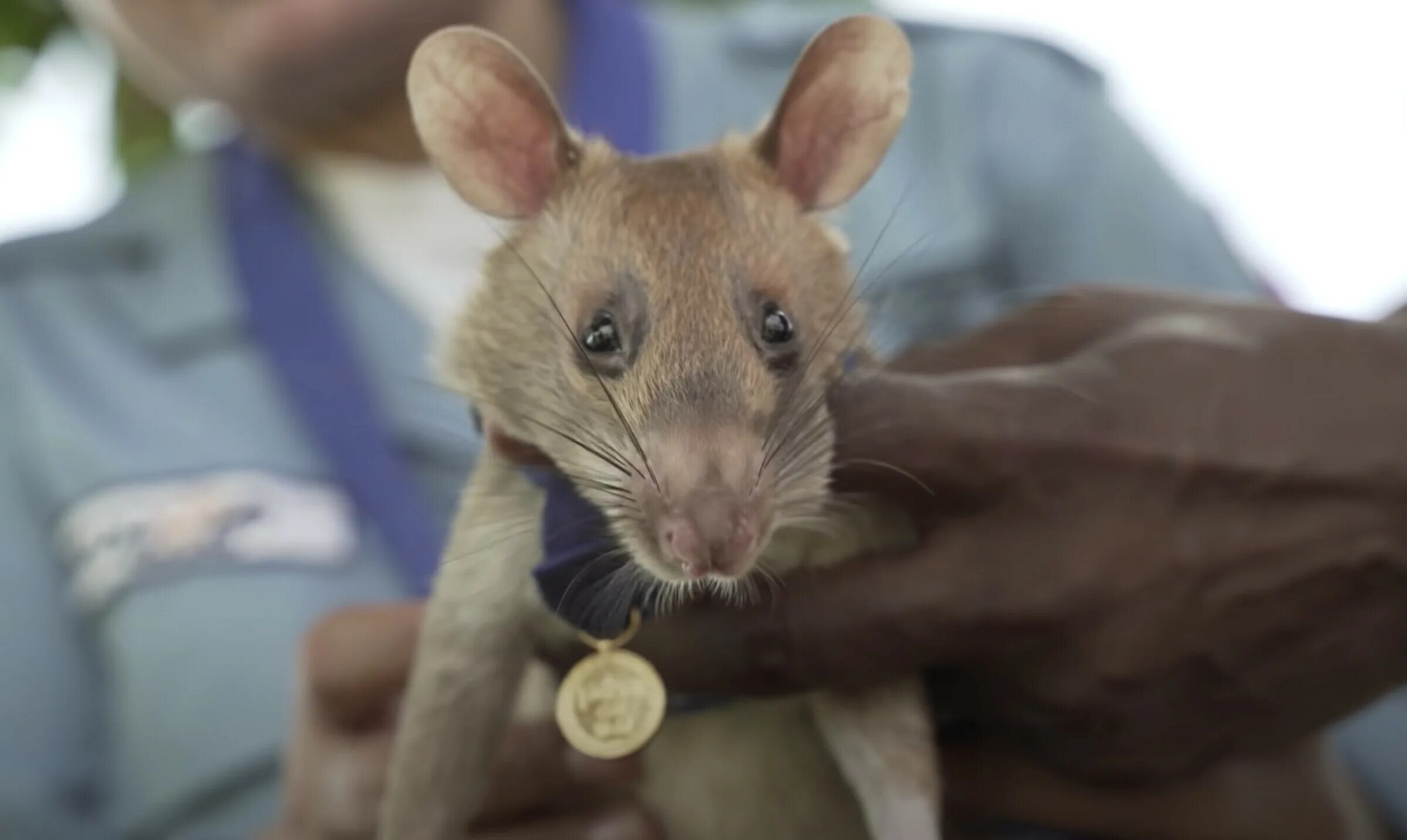Мемы с крысами. Получил крысой. Крыса бежит. Получил крысой. Получил крысой.