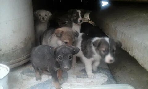 Животные объявления от частных лиц