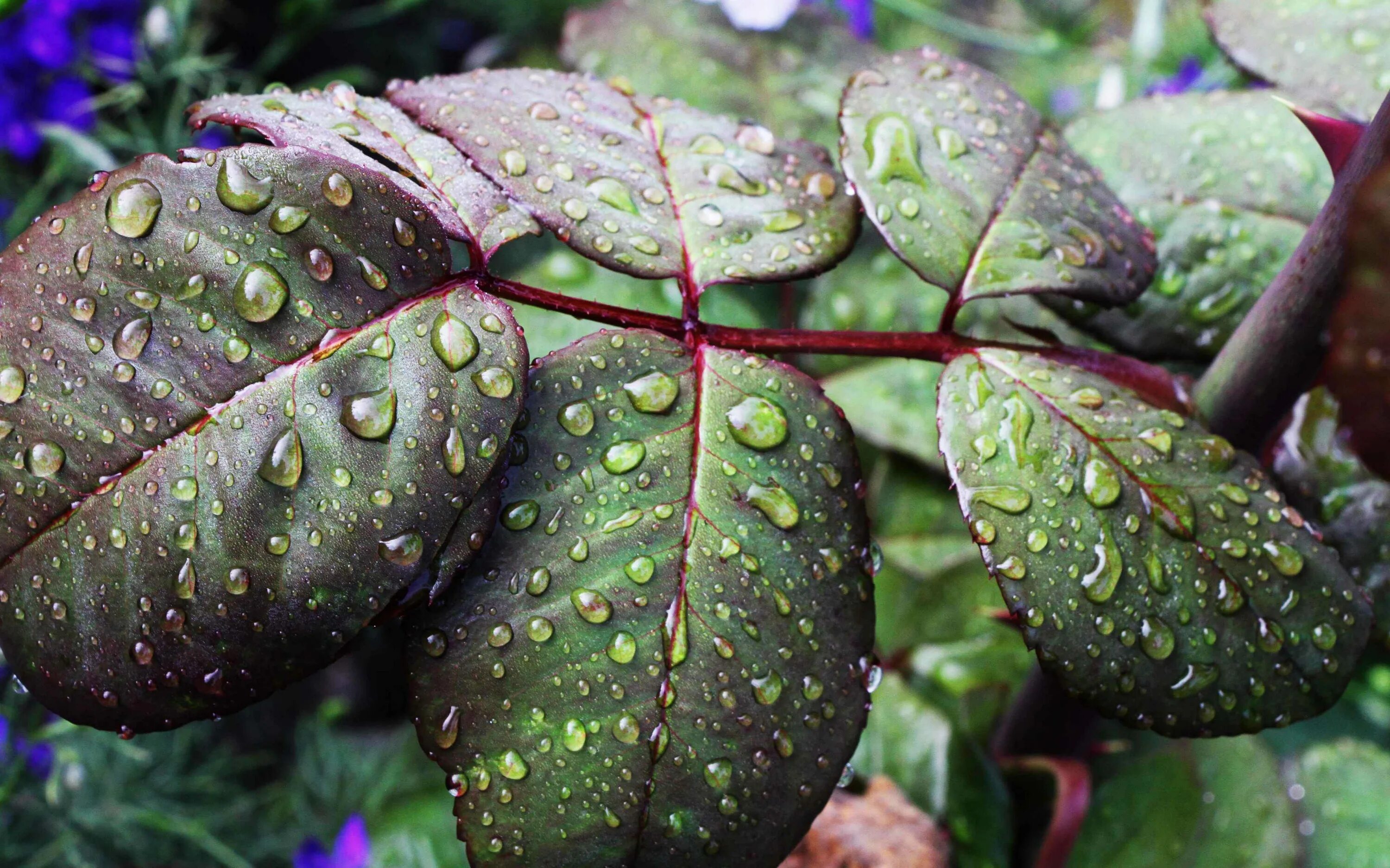 Психиатрия зеленая фото растение. Роса на листьях. Мокрый листок. Вода и влага для растений. Мокрая листва.