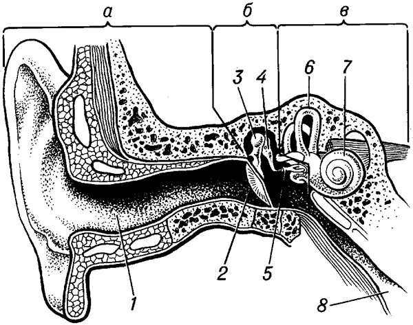 Рассмотрите схематичные изображения уха человека. Строение уха 8 класс биология. Строение слухового анализатора рисунок. Строение слухового анализатора анатомия. Строение органа слуха биология.
