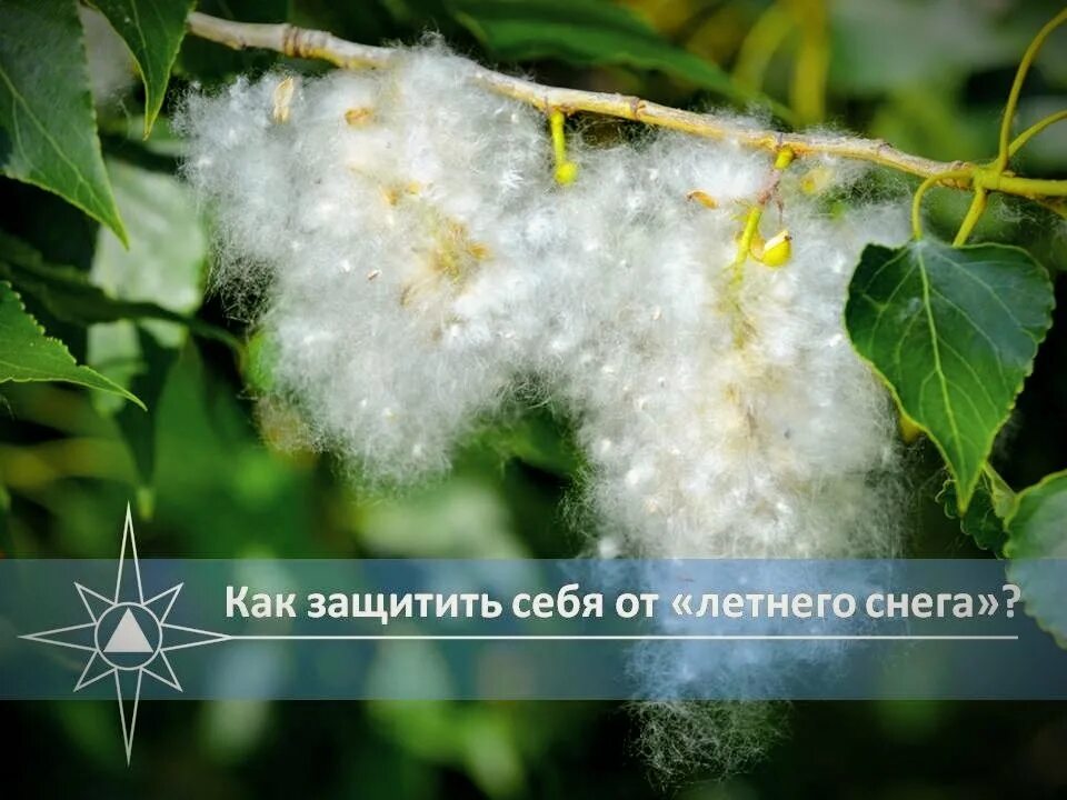 Тополиный пух вики. Тополиный пух вики. Тополиный пух вики. Тополиный пух в москве. Тополиный пух жара.