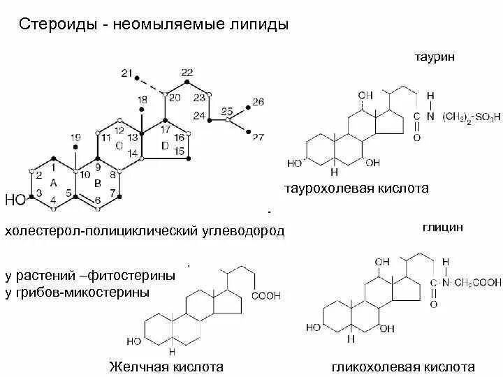 Строение холестерола биохимия. Неомыляемые липиды терпены стероиды. Функции стероидных липидов. Простые липиды стероиды. Простые липиды стероиды.