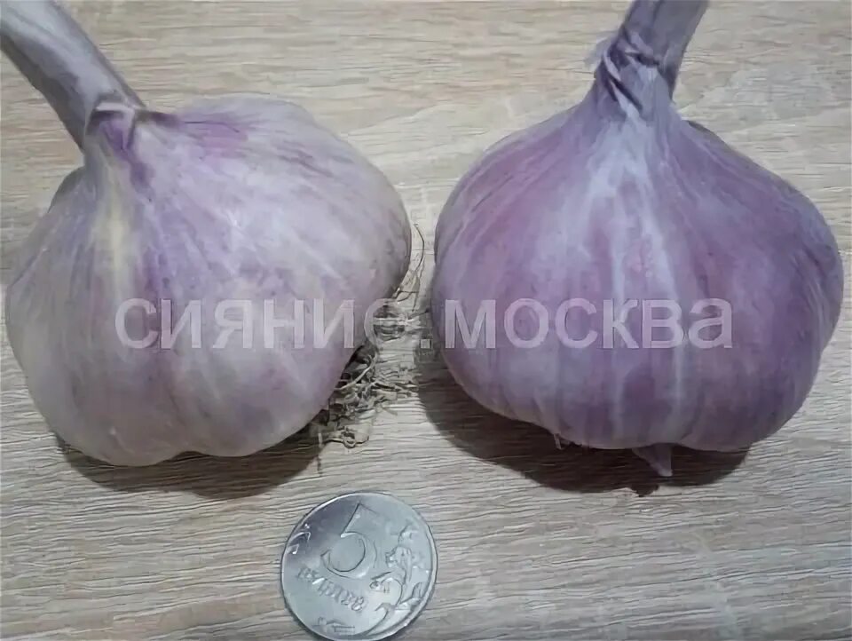 Чеснок иссыкульский гигант. Алтайский многолетний чеснок. сибирский чеснок огромных размеров и с широкими листьями. чеснок гигант фото. чеснок ленинградское ш., 53а/4 фото.