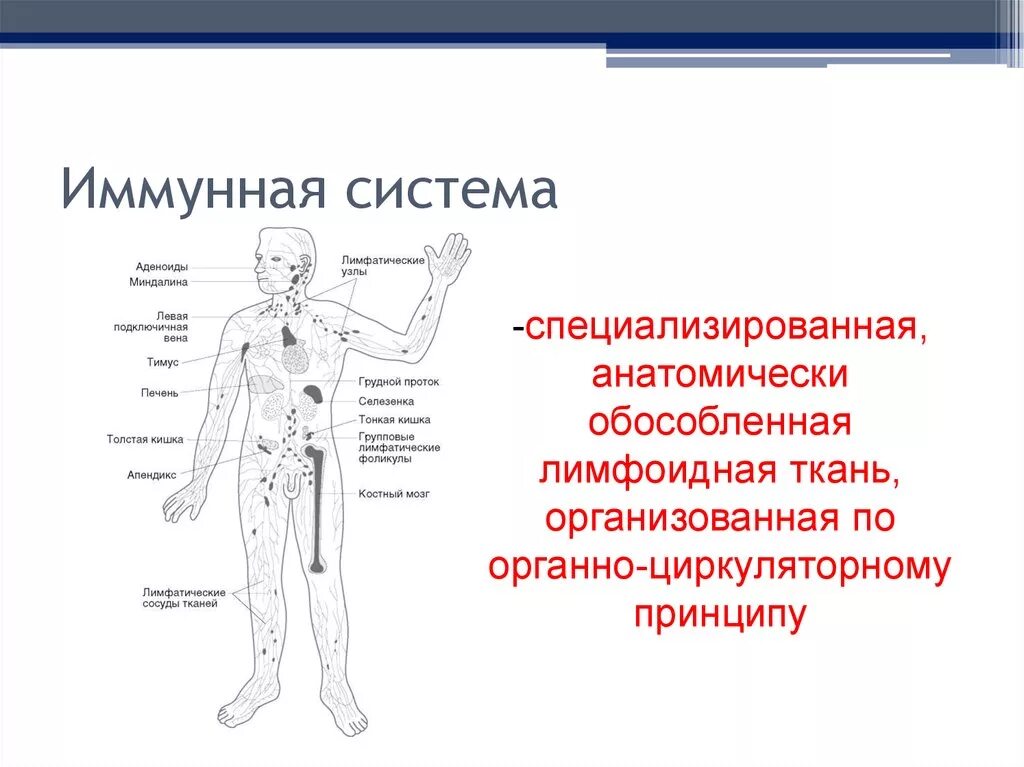 Строение иммунной системы человека схема. Иммунная система человека схема 8 класс. Функции иммунной системы схема. Схема иммунной системы организма человека биология 8 класс.