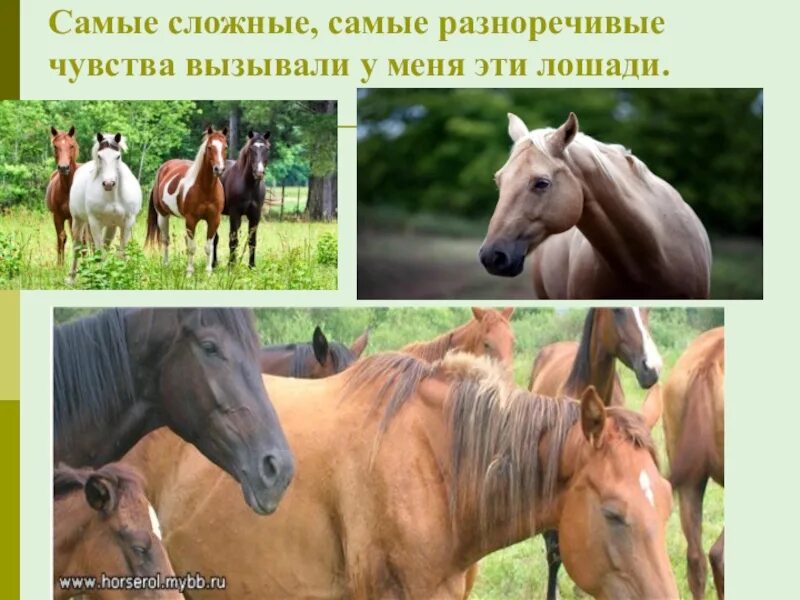 Ф.Абрамов о чем плачут лошади. Ф. Абрамова "о чём плачут лошади". Лошадь 7 класс. Самые сложные самые разноречивые чувства.