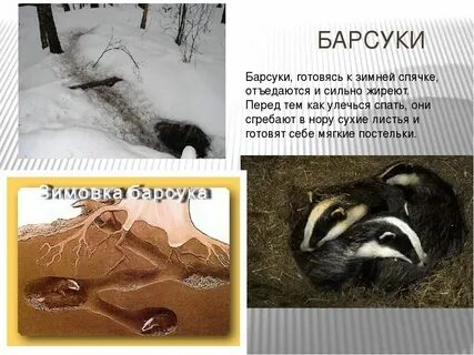 Хамелеон впадает в спячку