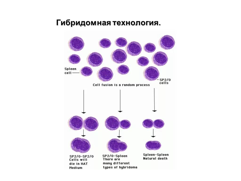 Моноклональные антитела Гибридомная технология. Схема гибридомной технологии получения моноклональных антител. Гибридомная технология. Технология получения гибридом. Для гибридом используются