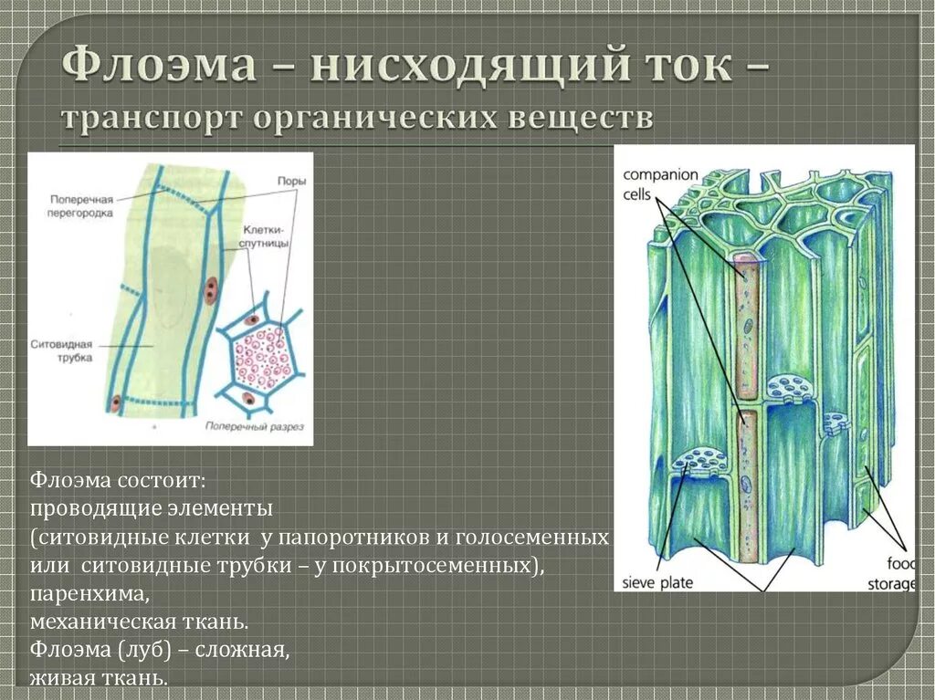 Флоэма ткани растений. Флоэма голосеменных растений. Ситовидные трубки и клетки-спутницы. Флоэма (Луб) механическая ткань. Флоэма транспорт