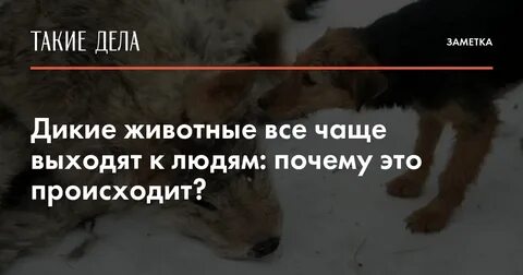 Дикие причины