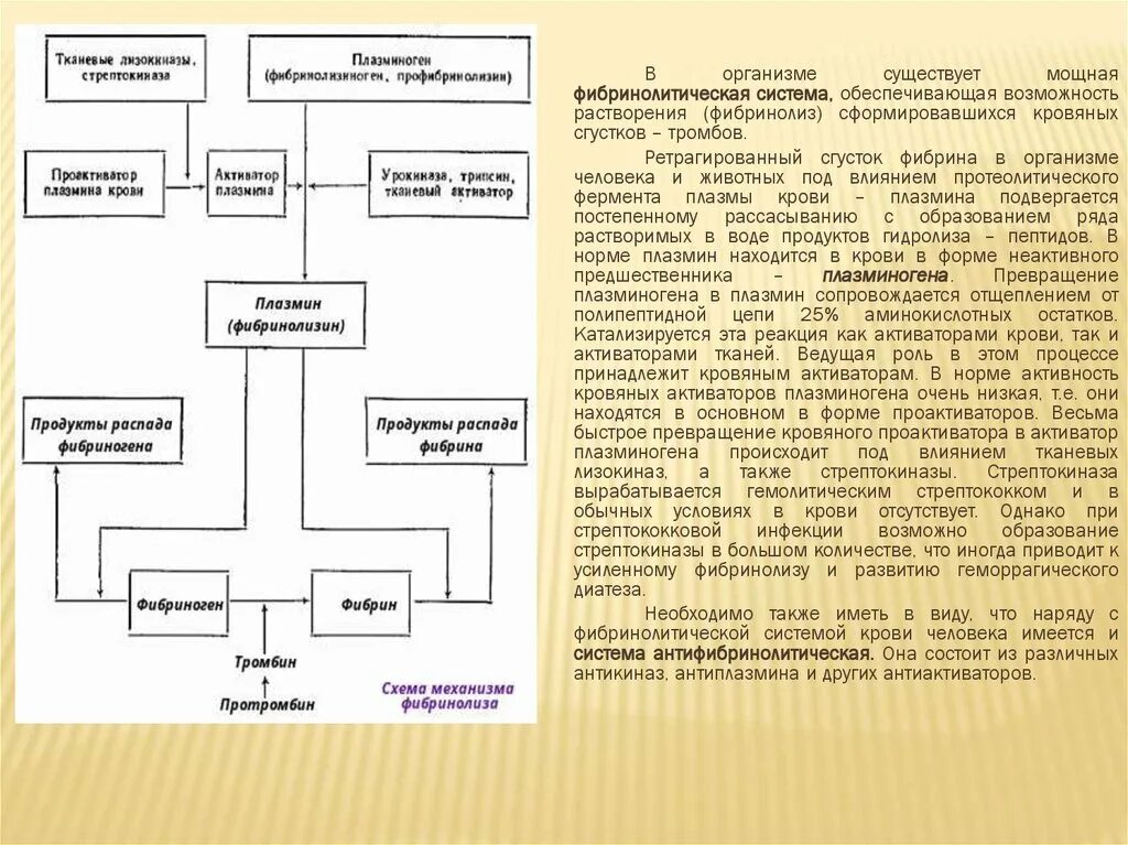 Схема фибринолитической системы крови. Фибринолитическая система схема. Активаторы фибринолитической системы крови. Фибринолитическая система крови этапы. Фибринолитическая активность крови