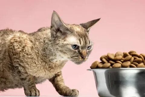 Зачем людям коты