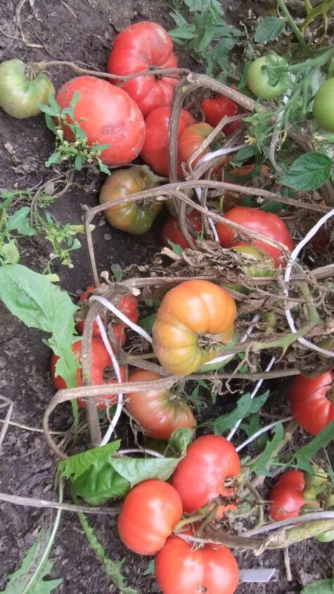 Томат командир полка /сиб. Томат сорт "командир полка". Командир полка томат описание. Томат командир полка сибирский сад. Сиб томат командир полка 20 шт.