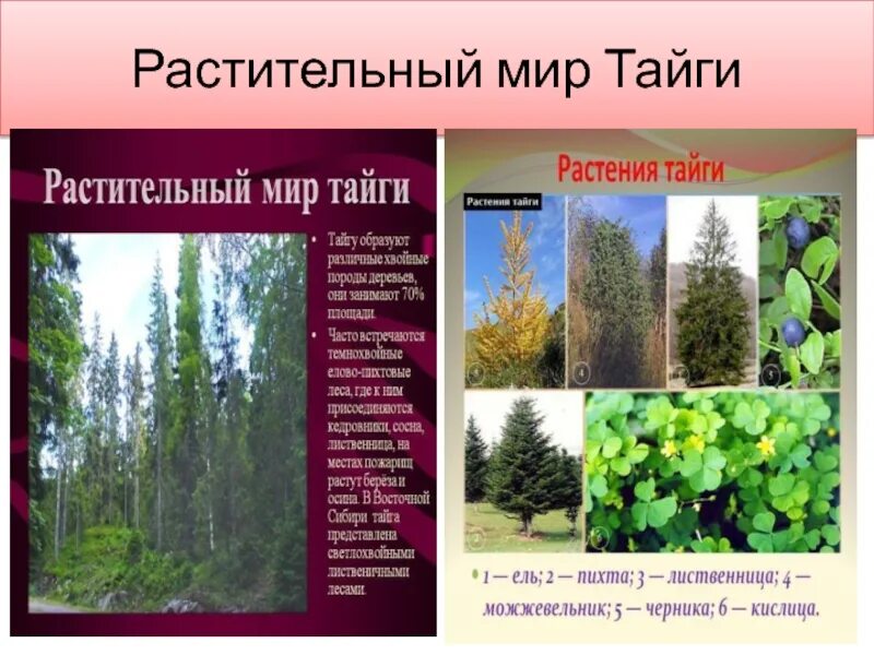 Для природной зоны тайги характерны. Растения сибирской тайги. Природный и растительный мир тайги. Природная зона Тайга растения. Сообщение растительность тайги.