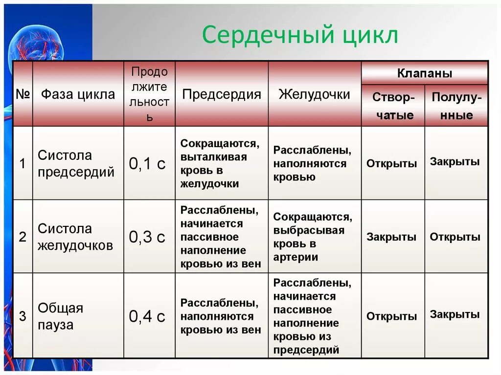 Пассивное наполнение сердца кровью фаза сердечного цикла. Таблица название фазы сердечного цикла Продолжительность фазы. 1 Фаза сердечного цикла 2 фаза сердечного цикла 3 фаза сердечного цикла. Биология фазы сердечного цикла таблица. Характеристика 2 фазы сердечного цикла.