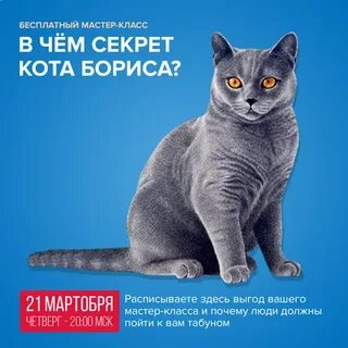 Секрет кота бориса