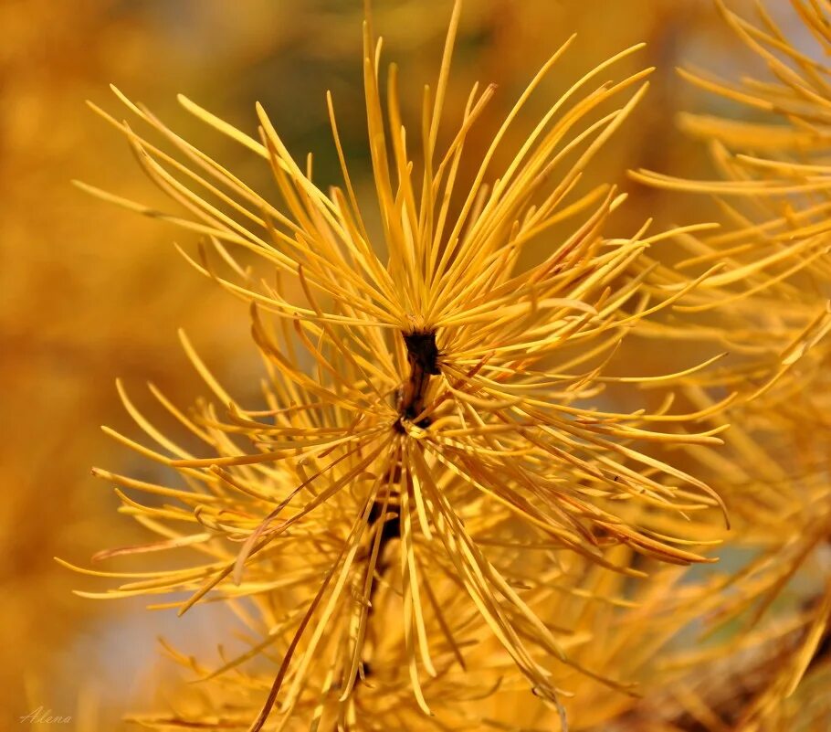лиственница сибирская осенью. лиственница гмелина. лиственница миддендорфа. лиственница сибирская желтая. лиственница листопад.