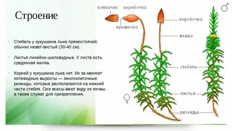 Что такое ризоиды у мхов