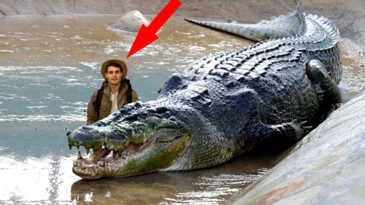 Огромные животные. Огромный кит. Диплодок аргентинозавр. Большой копьяноз биг энимал ворлд. The largest animal in the world.